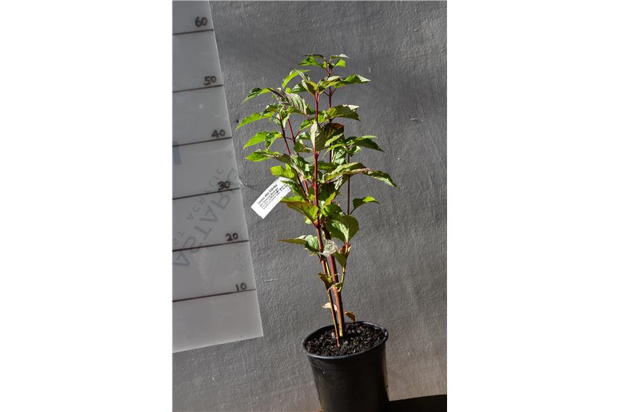 Red Stemmed Dogwood