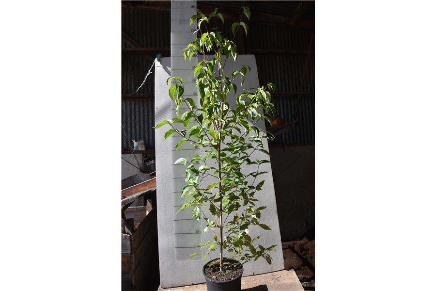 Chinese Rima Dogwood