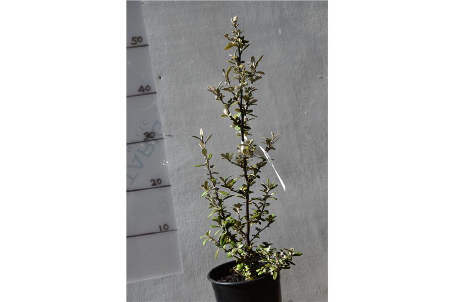 Corokia virgata Frosted Chocolate