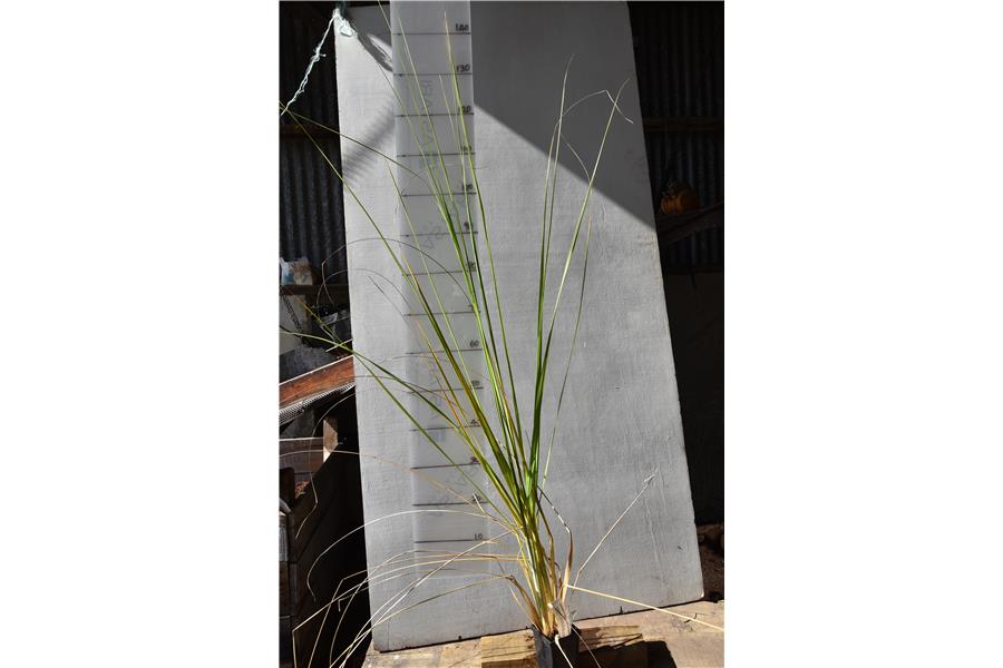 Cortaderia toitoi