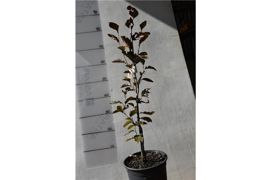 Purple Column English Beech