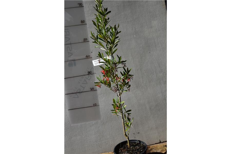 Grevillea victoriae Marie's Flame