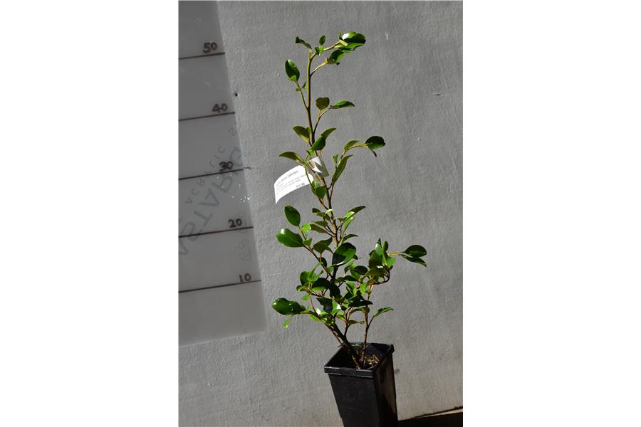 Native Broadleaf