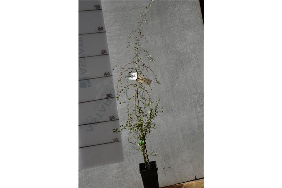 Hoheria angustifolia