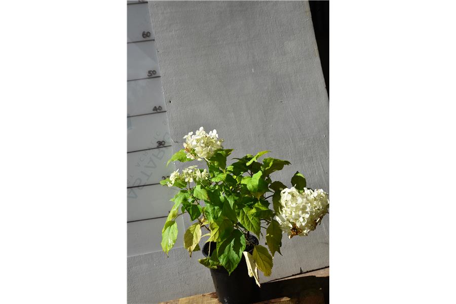 Hydrangea arborescens Annabell