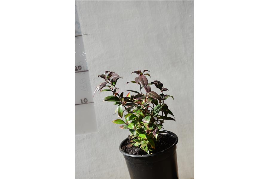 Leucothoe fontanesiana Crimson Globe
