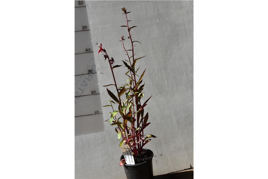Lobelia starship Scarlet Bronze Leaf