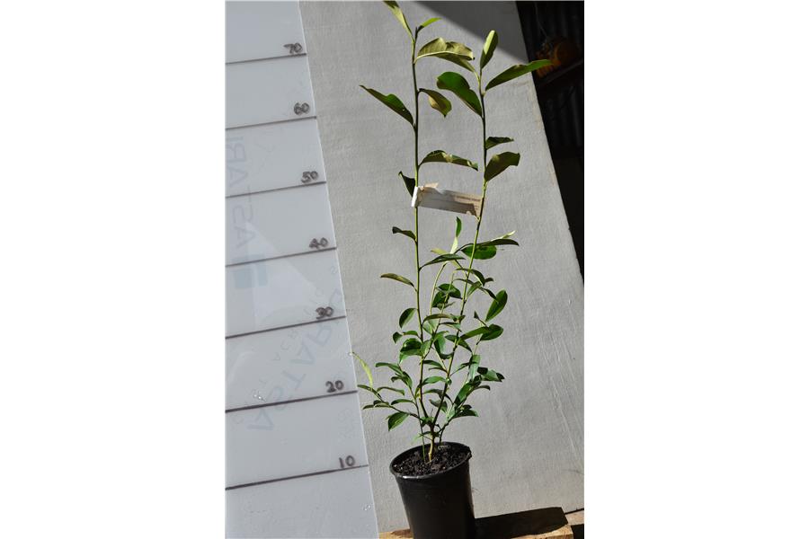 Michelia yunnanense (syn. Magnolia yunnanense)
