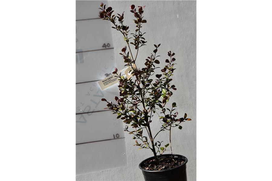 (Lophomyrtus)