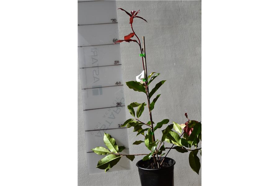 Photinia Red Robin