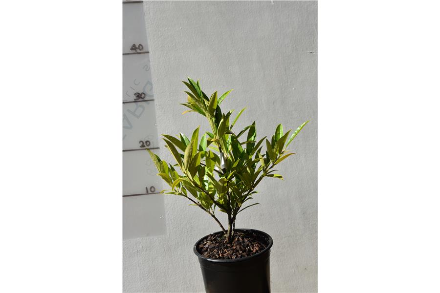 Prunus laurocerasus Otto Luyken