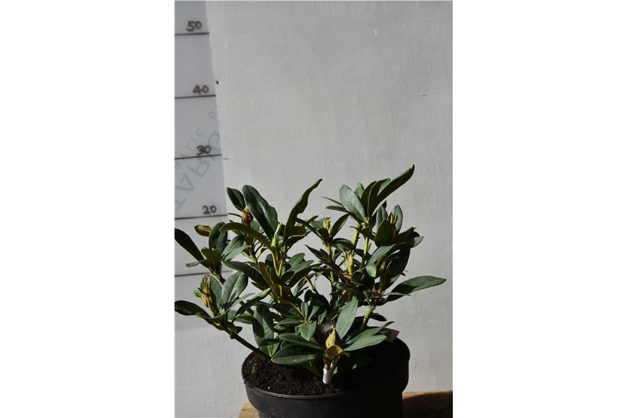 (caucasicum hybrid)