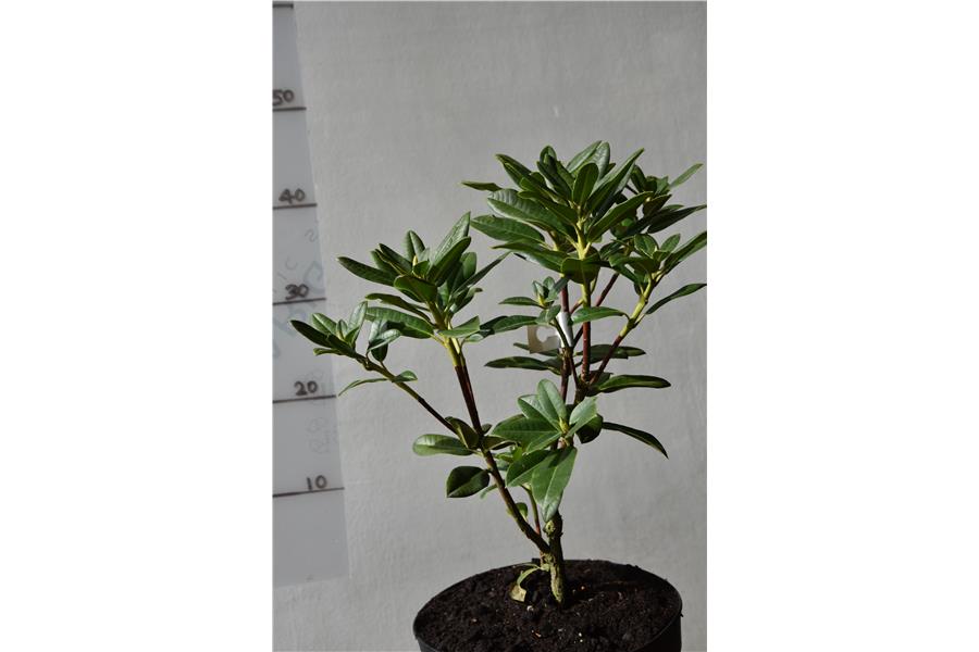 Rhodo Cream surpreme