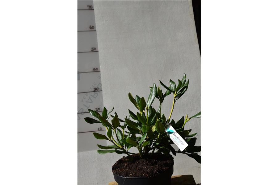(caucasicum x ponticum)