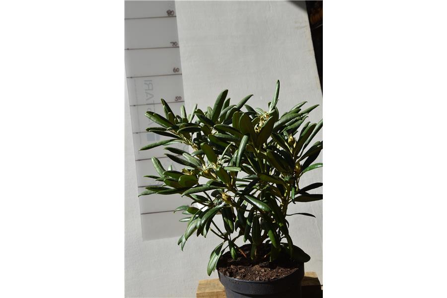 Rhodo Gordon Jones