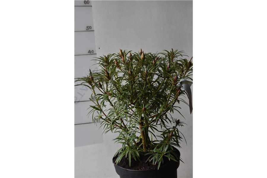 Rhodo Graziella