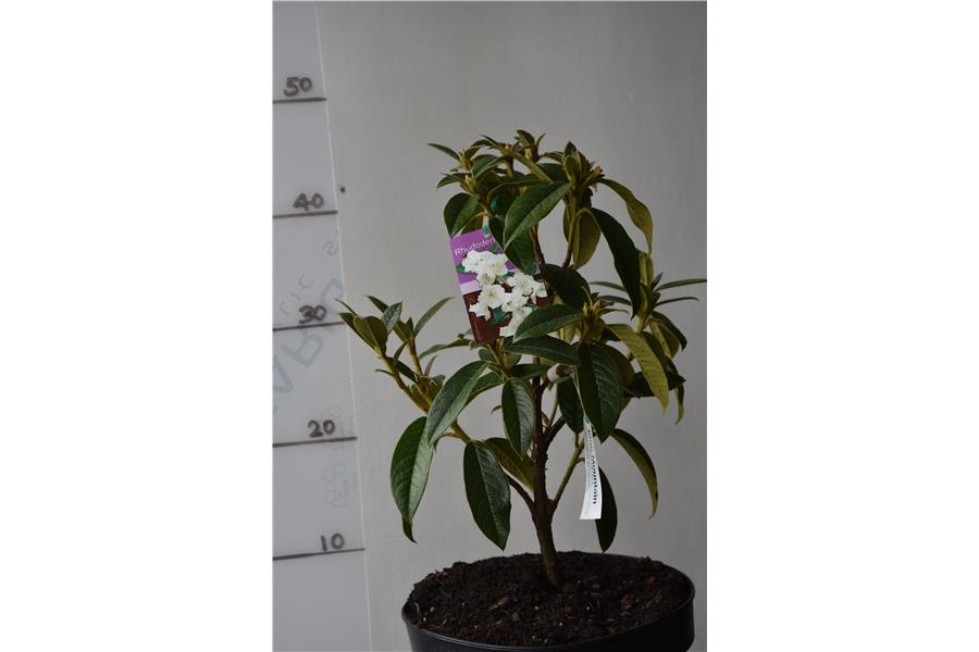 Rhodo John Bull