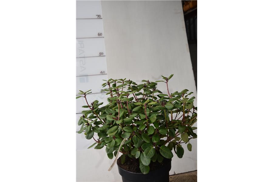 (MOSER'S MAROON X WILLIAMSIANUM)