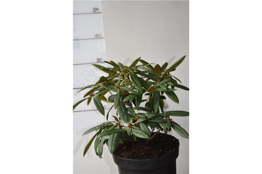 Fantastica x strigillosum
