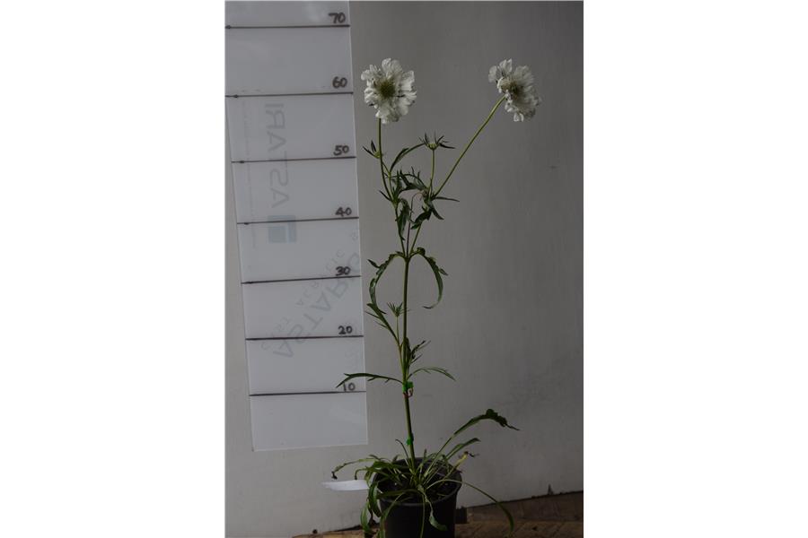 Scabiosa caucasica Fama White