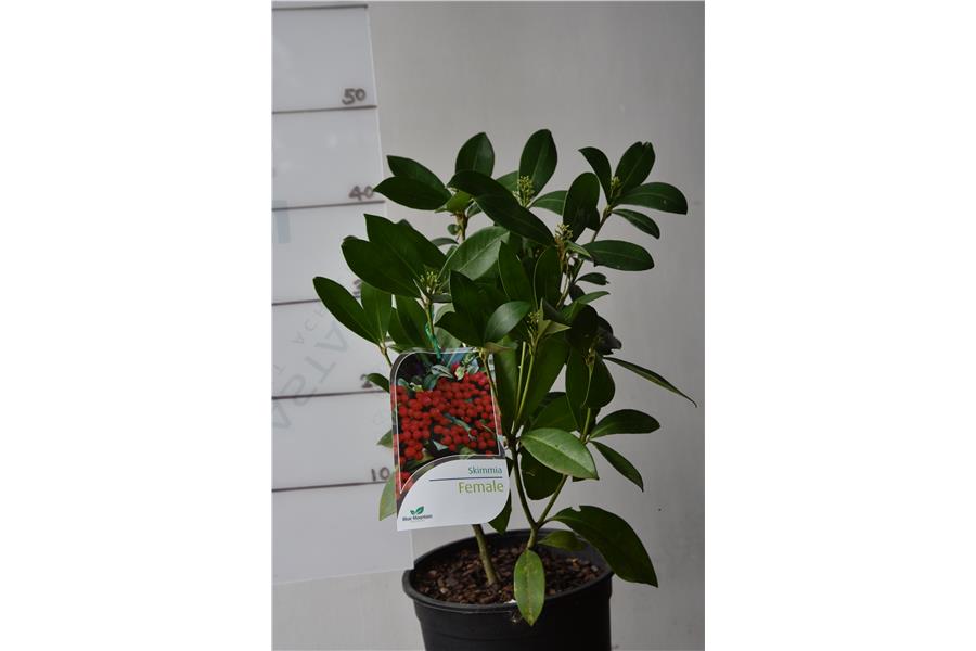 Skimmia japonica Rogersii