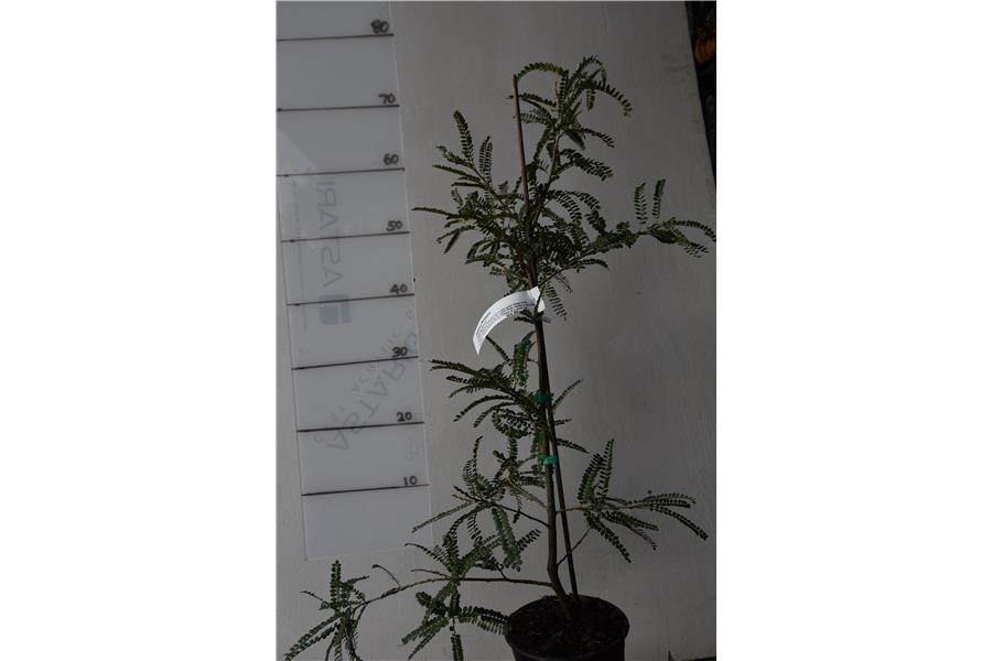 Weeping Kowhai