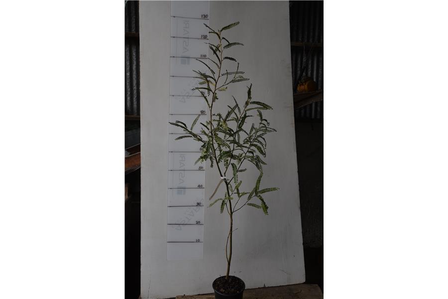 Silver Kowhai