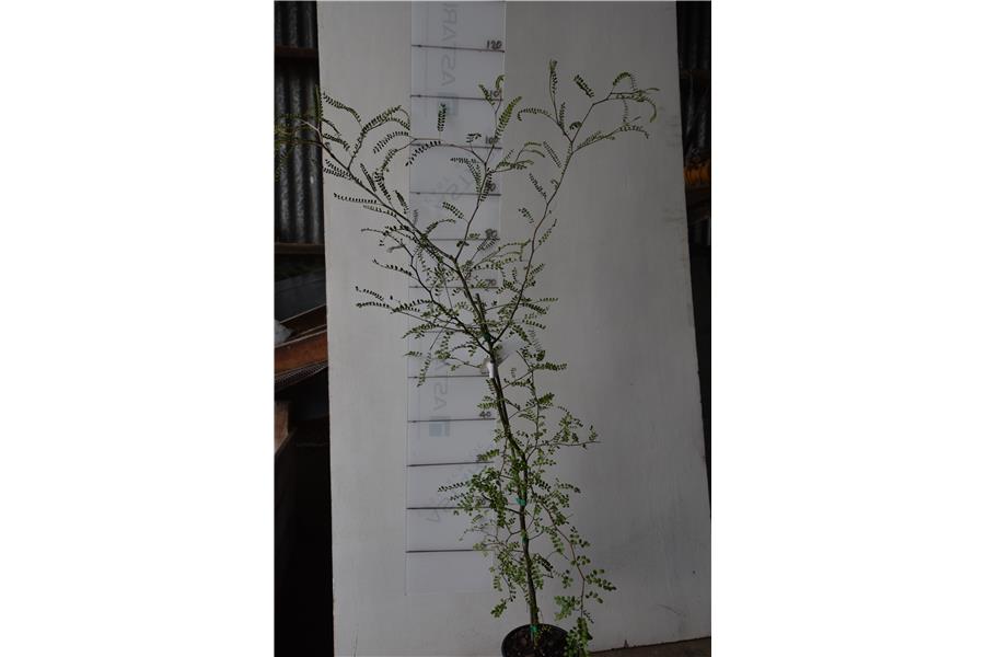 Sophora Te Atatu Gold