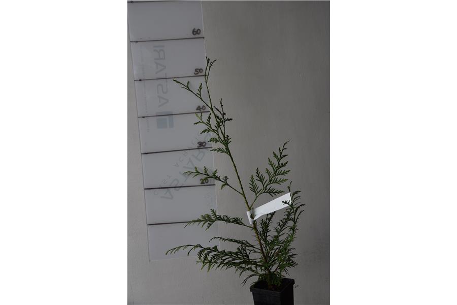 Western Red Cedar