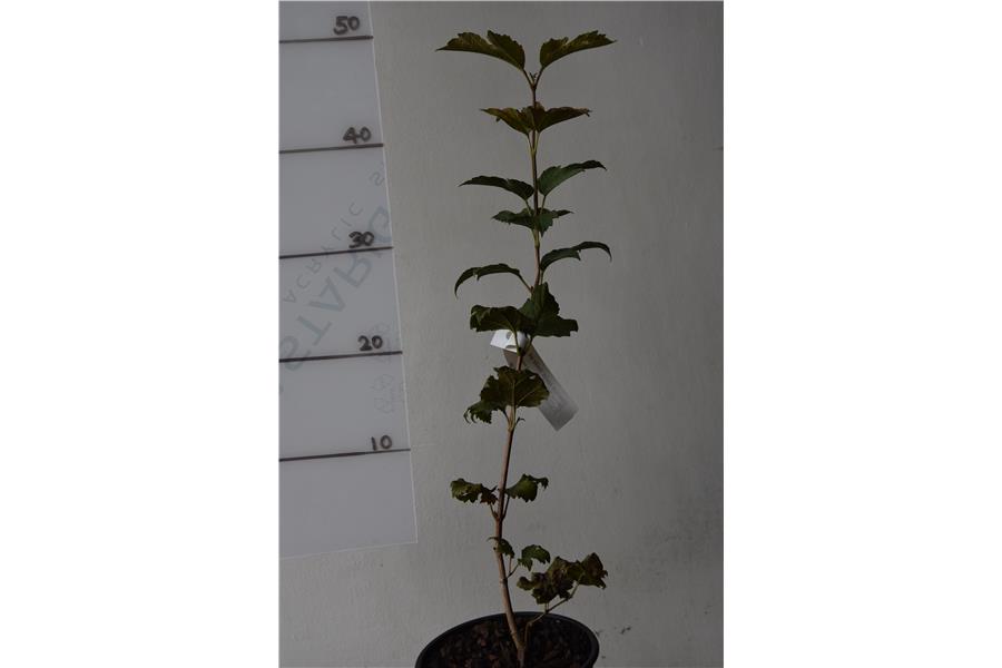 Snowball Tree