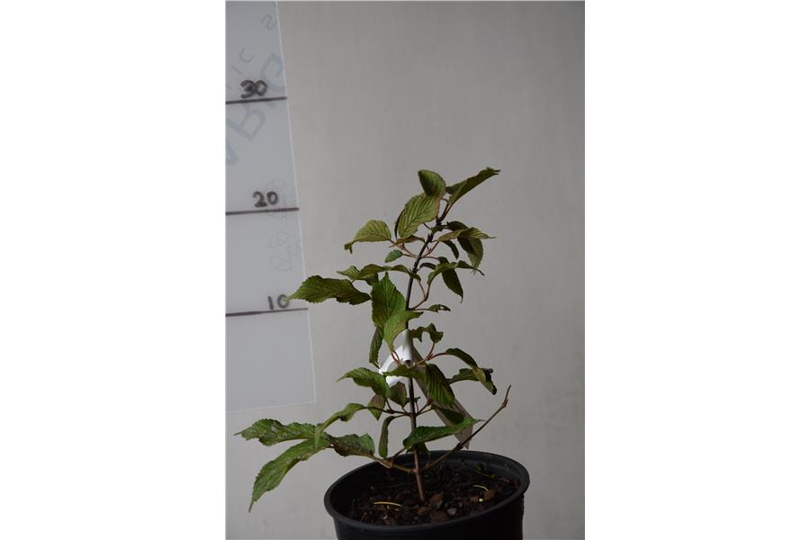 Lacecap Viburnum