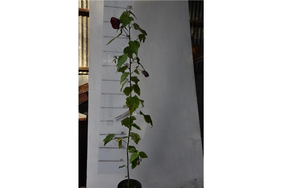 Abutilon Nabob