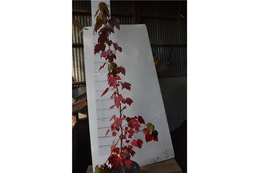 Canadian Maple