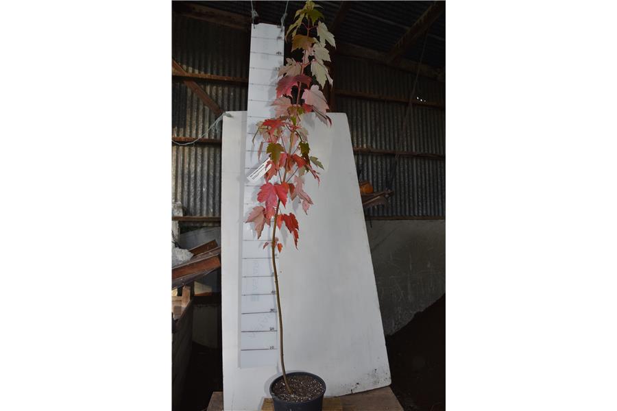 Acer x freemanii Armstrong