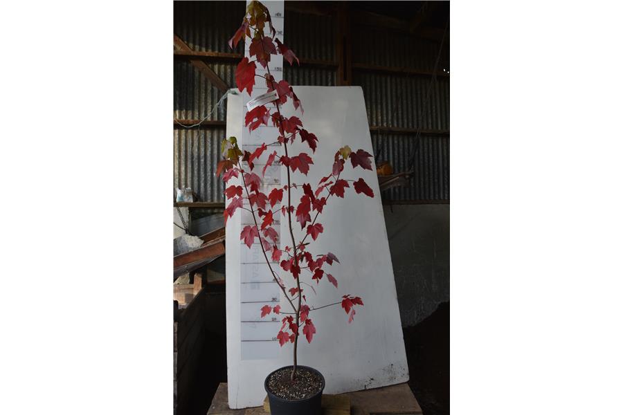 Red Maple