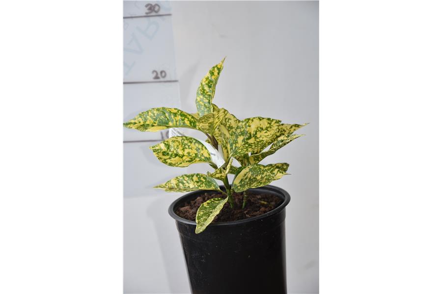 Japanese Laurel