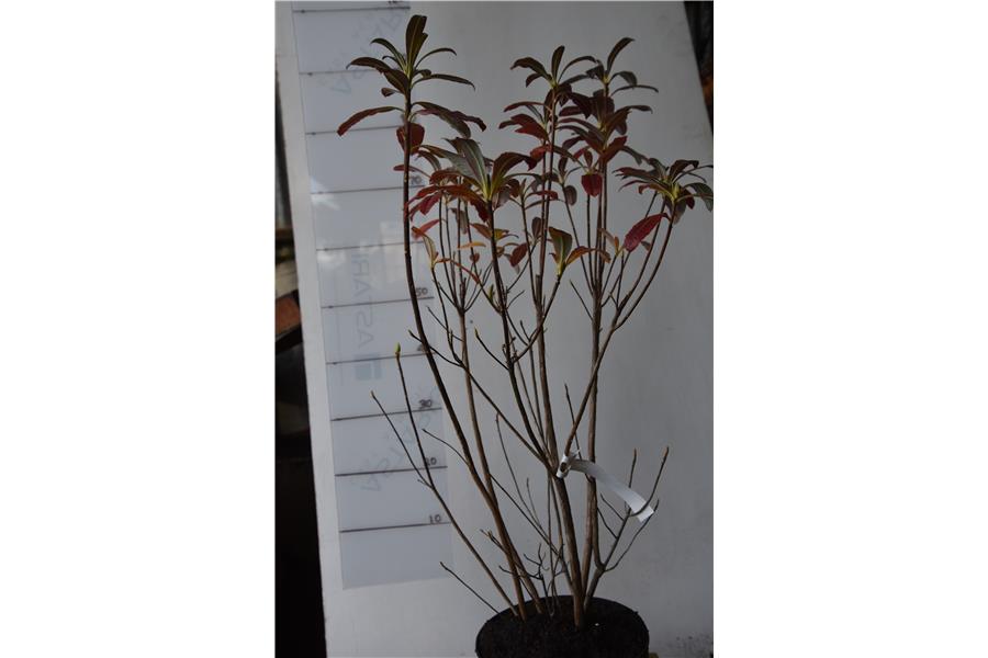 Azalea White Golden Eye