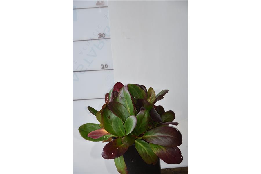 Bergenia Wanaka Snow