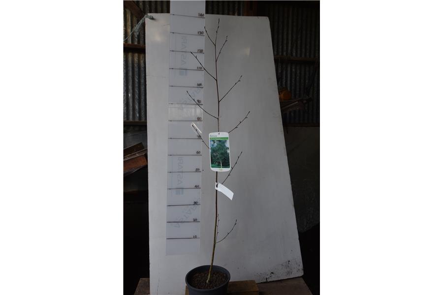 Himalayan Birch