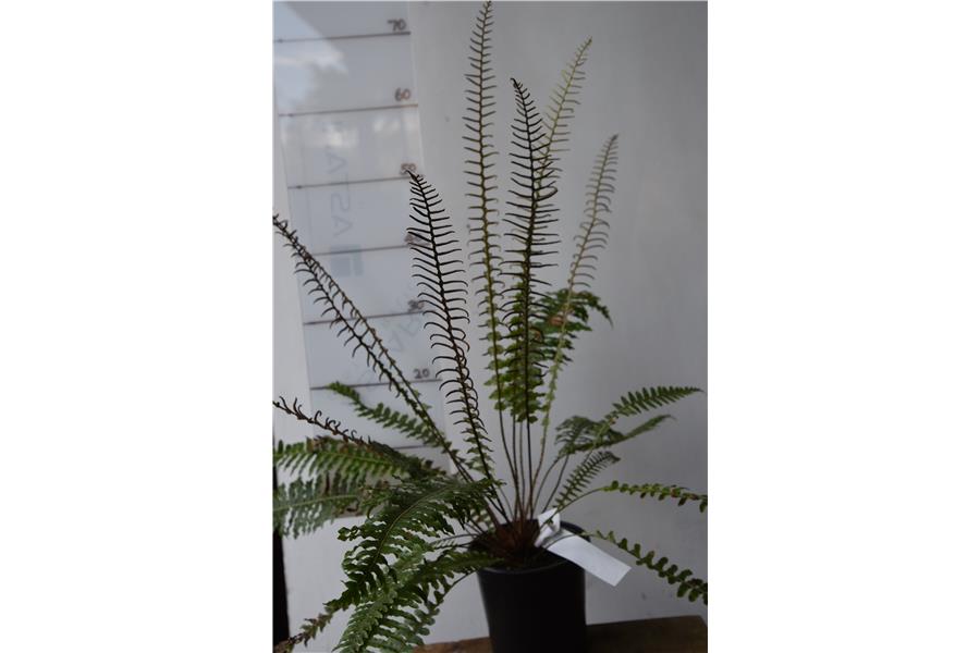 CROWN FERN