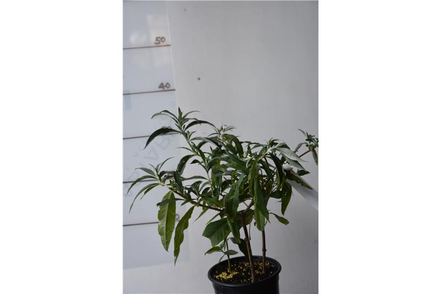 Butterfly Bush