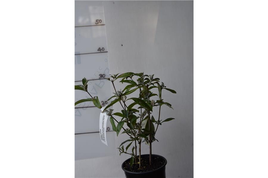 Butterfly Bush
