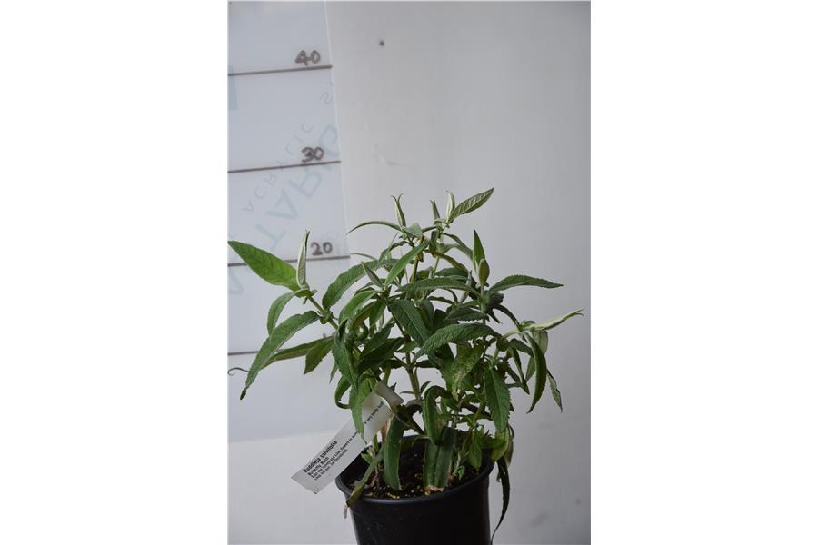 Butterfly Bush