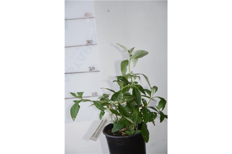 Buddleja x weyeriana Sungold
