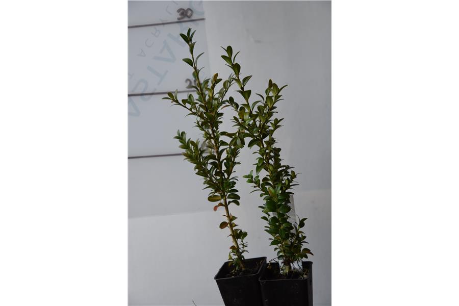 Hedging Box