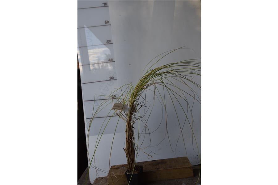 Carex secta