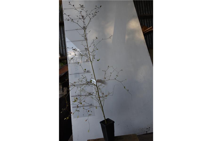 Marble Leaf