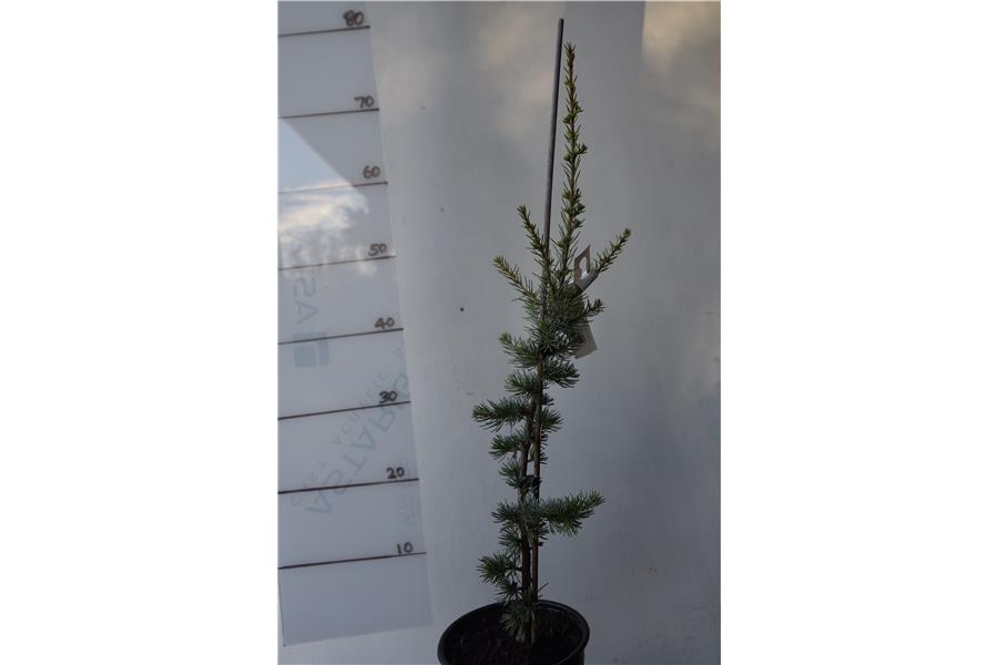 Blue Cedar