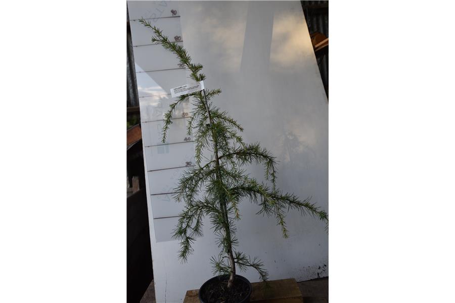 Golden Himalayan Cedar
