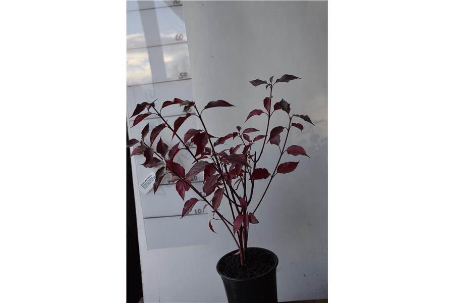 Red Stemmed Dogwood